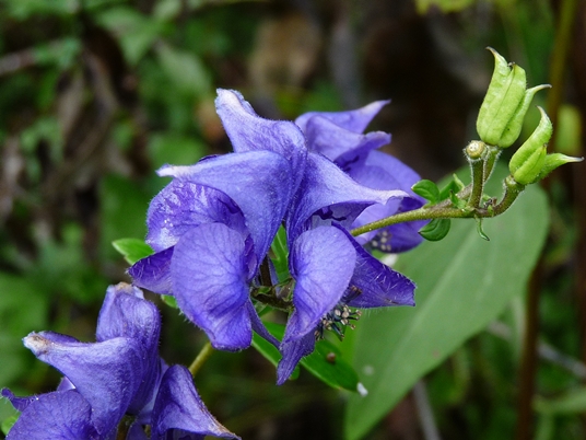 {Aconitum uncinatum}